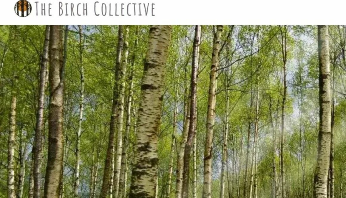 Birch