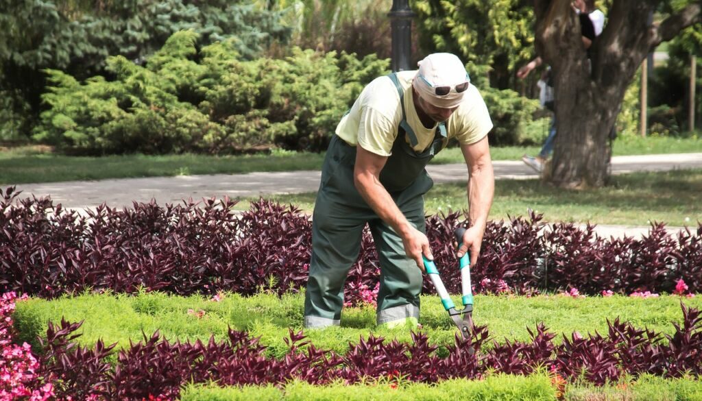 man in a park cutting back flowers